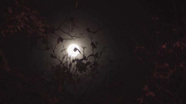 Повний місяць в ніч з хмарою — стокове відео