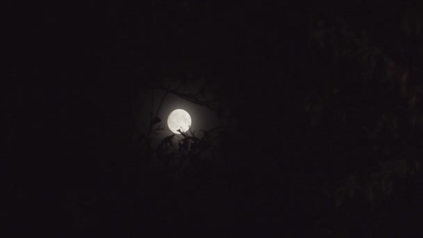 Luna piena di notte con nuvola fuori — Video Stock