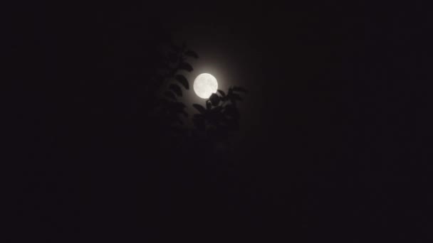 Luna piena di notte con nuvola fuori — Video Stock