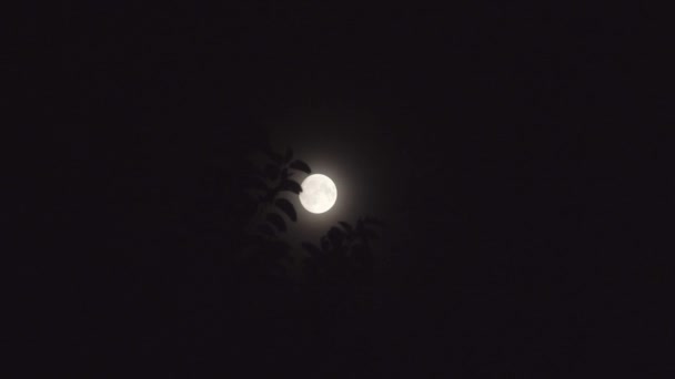 Luna llena en la noche sin nubes — Vídeo de stock