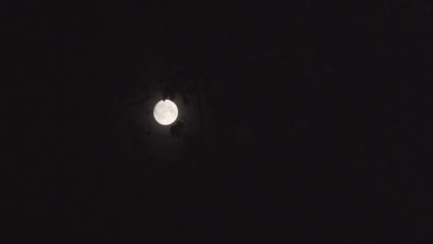 Vollmond in der Nacht ohne Wolke — Stockvideo