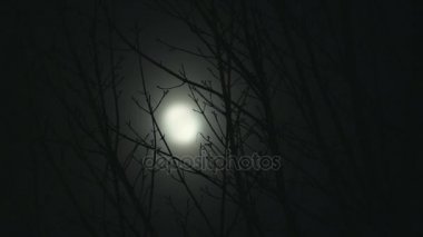 Dolunayda gece ağaçlar