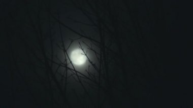 Dolunayda gece ağaçlar