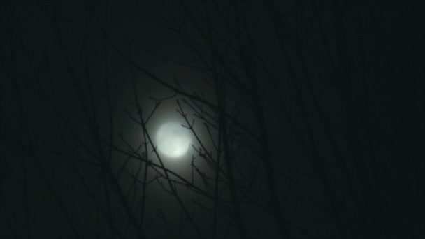 Luna llena en árboles nocturnos — Vídeos de Stock