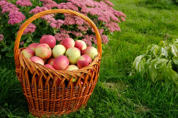 Cesta de maçãs no fundo da grama — Fotografia de Stock