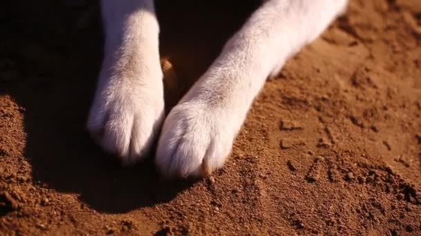 Poten honden Siberische Husky — Stockvideo