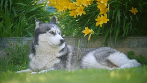 Köpekler çiçeklerin içinde çimlerin üzerinde yatar. — Stok video