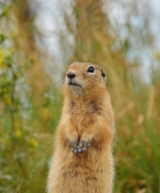 Çimlerde bir sincap