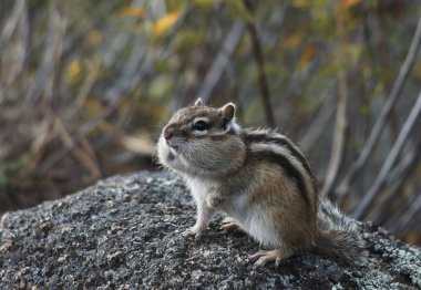 Bir kayaya oturan sincap