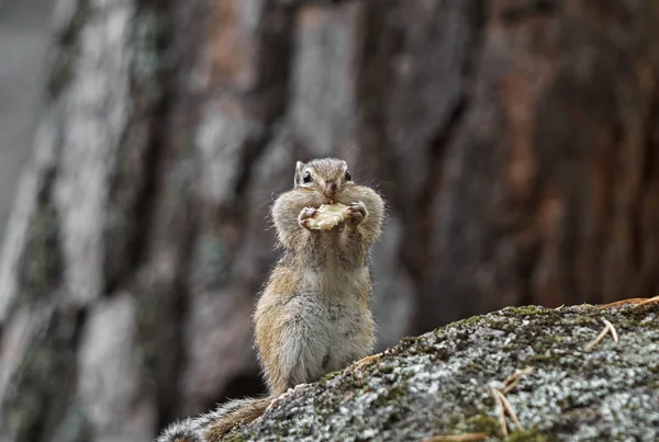 Streifenhörnchen sitzt auf einem Felsen Stockbild