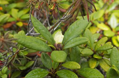 Dağlarda çok beutifull ormangülü