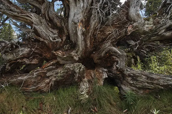古い木の素敵なルート — ストック写真