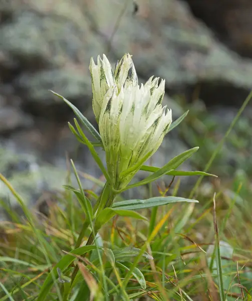 Hermosa flor de verano en las montañas — Foto de Stock