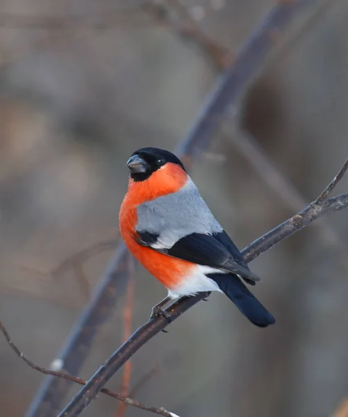 Bullfinch sitting on a branch — Stock Photo, Image