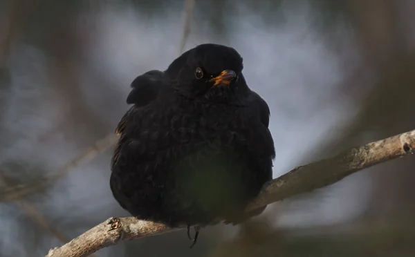 Aranyos Blackbird Egy Ága — Stock Fotó