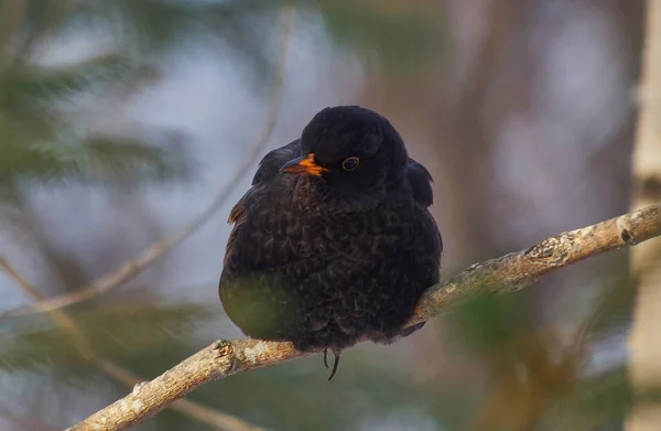 Aranyos Blackbird Egy Ága — Stock Fotó