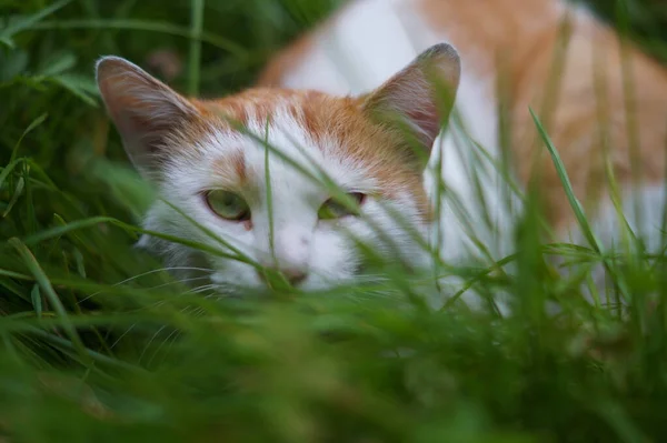 Beatifull chat de rue rouge assis dans l'herbe — Photo