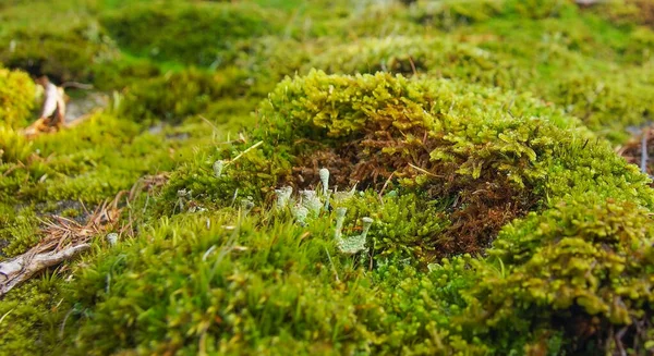 Espeso musgo verde crece en las rocas en el bosque — Foto de Stock