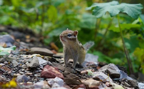 Χαριτωμένος Νεαρός Chipmunk Κάθεται Στο Γρασίδι Στο Δάσος — Φωτογραφία Αρχείου