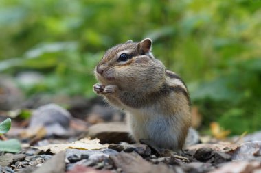 cute young Chipmunk sitting in the grass in the forest clipart