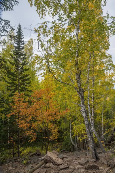 Prachtig herfstlandschap van dicht naaldbos in de bergen — Stockfoto