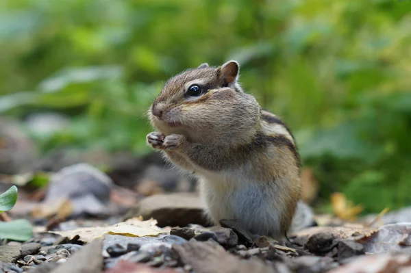 Niedliche Junge Streifenhörnchen Sitzen Gras Wald lizenzfreie Stockfotos