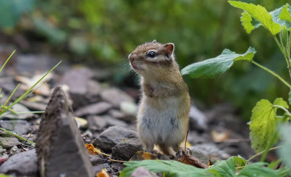 Χαριτωμένος νεαρός Chipmunk κάθεται στο γρασίδι στο δάσος — Φωτογραφία Αρχείου