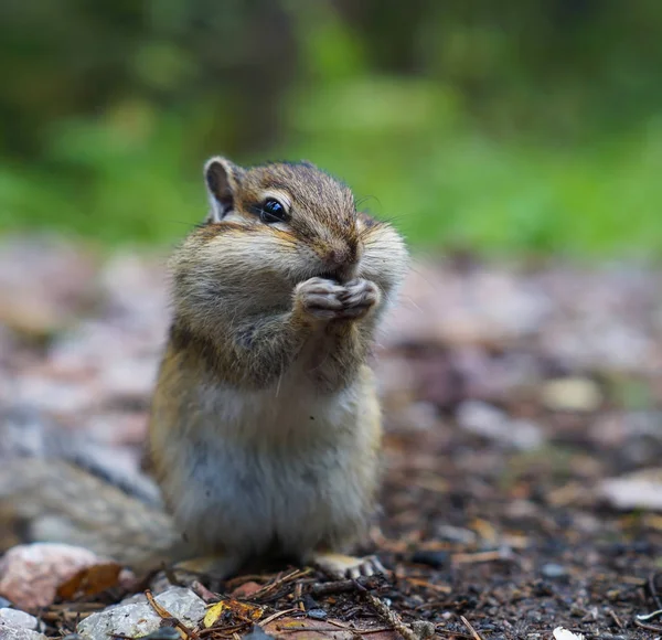 Cute young Chipmunk sitting in the grass in the forest ストック画像