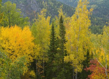 Dağların ve yoğun kozalaklı ormanların harika sonbahar manzarası