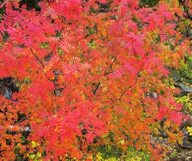 Sonbahar rengarenk kırmızı kül paleti