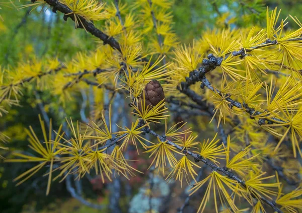 美しい隆起を持つ針葉樹の黄色の枝は — ストック写真