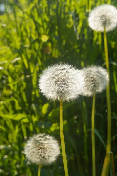 Wonderful summer fluffy dandelions growing among the green grass — Stock Photo, Image