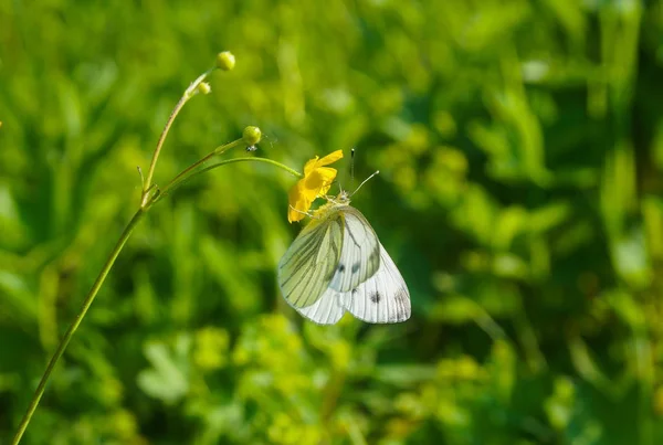 Een prachtige vlinder met oranje vleugels zit op een paardebloem — Stockfoto