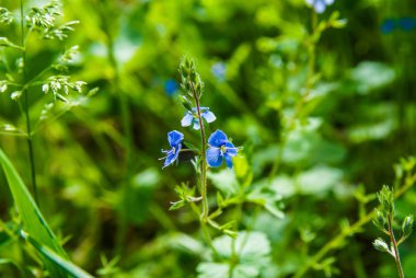 Güzel bir orman mavi çiçeği çimenlerin arasında yetişir.
