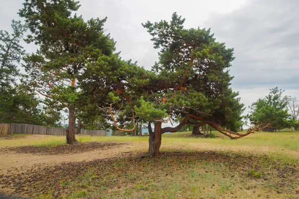 Rehevän vihreä havupuu seisoo yksin — kuvapankkivalokuva