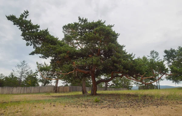 A lush green coniferous tree standing alone — Stock Photo, Image