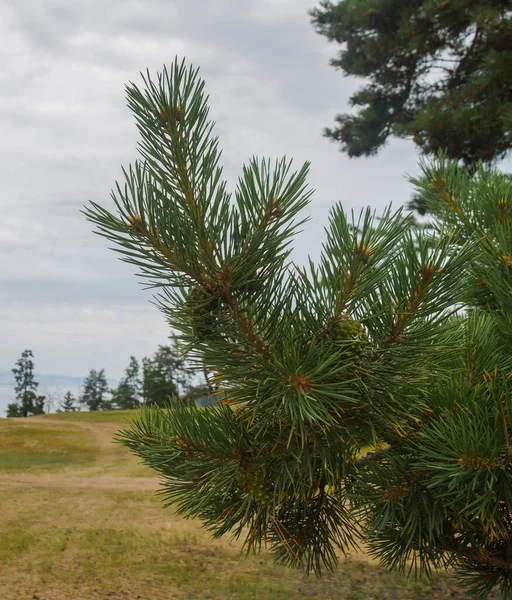 Een weelderige tak van een naaldboom met groene kegels en spinnenwebben — Stockfoto