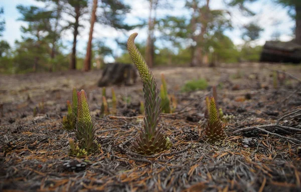 El homoclinic de la flor de montaña está creciendo en un claro del bosque — Foto de Stock