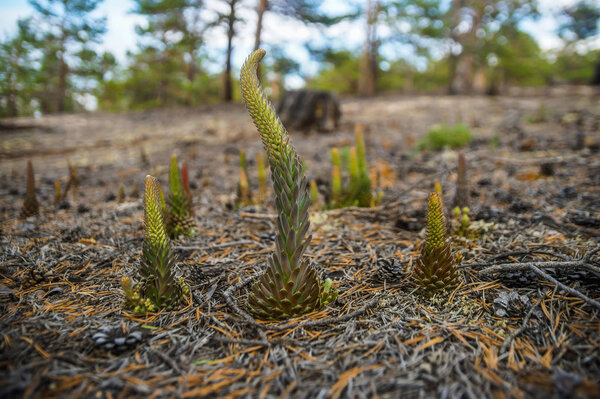 the mountain flower homoclinic is growing in a forest clearing