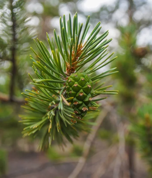 A green pine cone grows on a coniferous branch — Stock Photo, Image