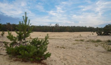 Yeşil ağaçları ve bulutlu gökyüzü olan güzel bir manzara.
