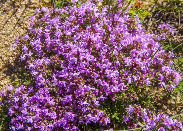 Hermosas flores de tomillo rosa en un claro y cielo azul — Foto de Stock