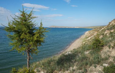 Mavi gölün güzel yeşil kıyısında yalnız bir ağaç.