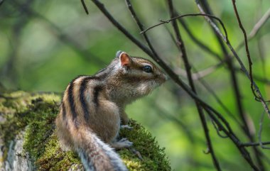 Sincap yosunlu bir kayanın üzerinde oturuyor.