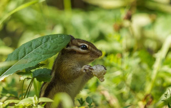 The Chipmunk hid under a green leaf and eats 스톡 이미지