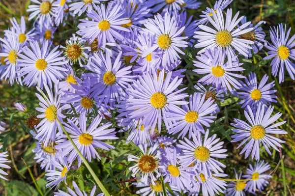 Many lilac daisies grow in the meadow — 스톡 사진