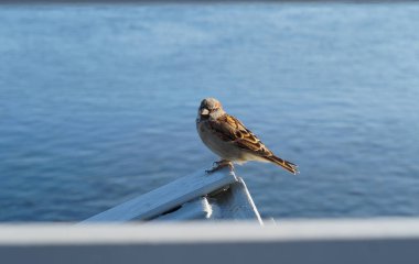 Güzel serçe mavi nehrin üzerinde oturuyor.
