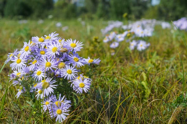Las margaritas lila crecen en el prado — Foto de Stock