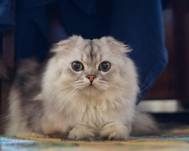 Mavi arka planda tüylü bir İskoç gri kedisinin portresi