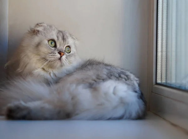 Gatinho Peludo Cinza Escocês Jaz Peitoril Janela Fundo Branco Olha — Fotografia de Stock